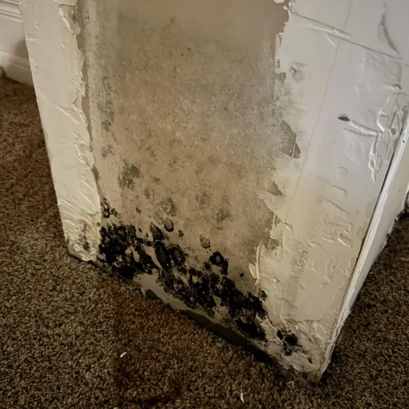 Professional Mold Removal in East Brooklyn, CT